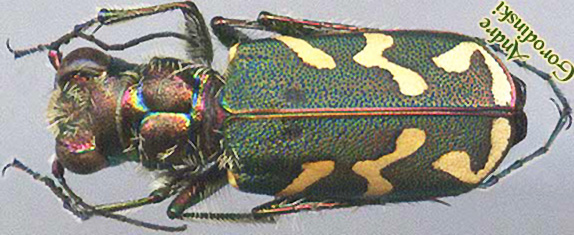 http://www.gorodinski.ru/cicindela/Cicindela nordmanni.jpg